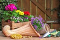 Flowers to plant, terracotta cornucopia