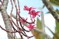 Flowers, stems, reddish color, brown stems, blossom flowers