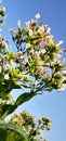 Flowers of Tobacco plants in agricultural field