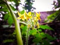 Flowers of tomato plant or eggplant Royalty Free Stock Photo