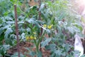 Flowers on tomato plants in greenhouse on farm agrobusiness and farming concept. Royalty Free Stock Photo