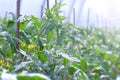 Flowers on tomato plants in greenhouse on farm agrobusiness and farming concept. Royalty Free Stock Photo