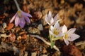 Flowers Tommie Crocus bright purple and white Royalty Free Stock Photo