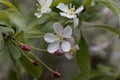 Flowers of a Toringo crabapple, Malus sieboldii Royalty Free Stock Photo