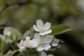 Flowers of a Toringo crabapple, Malus sieboldii Royalty Free Stock Photo