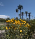 Flowers and Towers