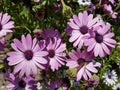 Trailing african daisy