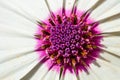 Trailing african daisy