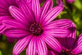 Trailing african daisy