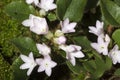 Flowers of trailing arbutus at Valley Falls Park in Connecticut.