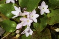Flowers of trailing arbutus at Valley Falls Park in Connecticut. Royalty Free Stock Photo