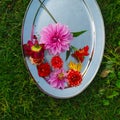 Flowers on a tray Royalty Free Stock Photo