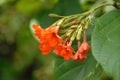 Flowers on tree Royalty Free Stock Photo