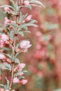 Flowers on tree branch in nature. Delicate Pink Cherry Blossoms against blurred background