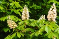 Flowers of a tree a chestnut. Spring blossoming chestnut tree flowers. Aesculus hippocastanum blossom of horse-chestnut tree Royalty Free Stock Photo