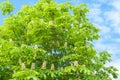 Flowers of a tree a chestnut. Spring blossoming chestnut tree fl Royalty Free Stock Photo