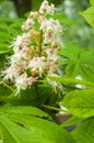 Flowers of a tree a chestnut. Spring blossoming chestnut tree fl