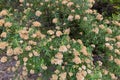 Flowers of tree everlasting shrub, Ozothamnus ferrugineus in Tasmania, Australia. Royalty Free Stock Photo