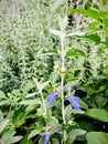 Flowers Tree Germander. Teucrium fruticans. Royalty Free Stock Photo