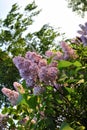 The flowers of the tree lilacs in the spring