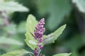 Flowers of a tree spinach, Chenopodium giganteum Royalty Free Stock Photo