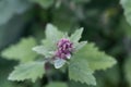 Flowers of a tree spinach, Chenopodium giganteum Royalty Free Stock Photo