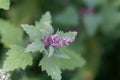 Flowers of a tree spinach, Chenopodium giganteum Royalty Free Stock Photo