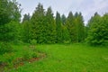 Flowers and trees in Dendrology garden in Pereslavl-Zalessky city