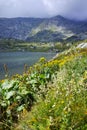 Flowers and The Trefoil lake, Rila Mountain, The Seven Rila Lakes