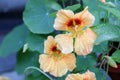 Flowers of Tropaeolum. Orange flowers of nasturtium in the garden. Blooming nasturtium. Gardening. Summer flowers Royalty Free Stock Photo