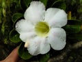 Flowers, tropical flowers, frangipani flowers, white, fresh, lush, well-groomed, beautiful, valuable, beautiful, blooming