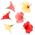 Flowers tropical plant hibiscus red pink and yellow on a white background vintage vector illustration editable Royalty Free Stock Photo