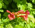 Flowers of Trumpet creeper or Campsis radicans close-up, selective focus, shallow DOF Royalty Free Stock Photo