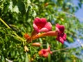 Flowers of Trumpet creeper or Campsis radicans close-up, selective focus, shallow DOF Royalty Free Stock Photo