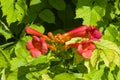 Flowers of Trumpet creeper or Campsis radicans close-up, selective focus, shallow DOF Royalty Free Stock Photo