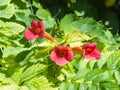 Flowers of Trumpet creeper or Campsis radicans close-up, selective focus, shallow DOF Royalty Free Stock Photo