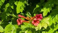 Flowers of Trumpet creeper or Campsis radicans close-up, selective focus, shallow DOF Royalty Free Stock Photo