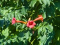 Flowers of Trumpet creeper or Campsis radicans close-up, selective focus, shallow DOF Royalty Free Stock Photo