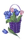 Flowers tulip in basket on white background for decoration.