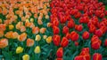 Flowers tulip field background - Top view of red orange blooming tulips in spring Royalty Free Stock Photo