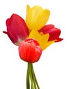 Flowers tulips bouquet Royalty Free Stock Photo