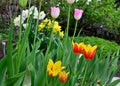 Flowers tulips a grade bichromatic blossom in the spring Royalty Free Stock Photo