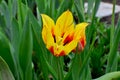 Flowers tulips a grade bichromatic blossom in the spring Royalty Free Stock Photo