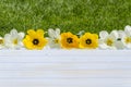 Flowers, tulips on a light wooden and grass background. romantic picture.