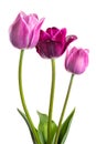 Flowers tulips with lilac-violet hues isolated on white background Royalty Free Stock Photo