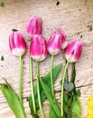 Flowers tulips lying on wooden table. Bright spring tulips on wooden background. Tulips on a wooden background Royalty Free Stock Photo