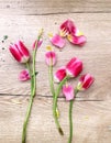 Flowers tulips lying on wooden table. Bright spring tulips on wooden background. Tulips on a wooden background Royalty Free Stock Photo