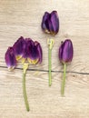 Flowers tulips lying on wooden table. Bright spring tulips on wooden background. Tulips on a wooden background Royalty Free Stock Photo