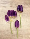 Flowers tulips lying on wooden table. Bright spring tulips on wooden background. Tulips on a wooden background Royalty Free Stock Photo