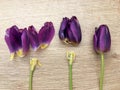 Flowers tulips lying on wooden table. Bright spring tulips on wooden background. Tulips on a wooden background Royalty Free Stock Photo